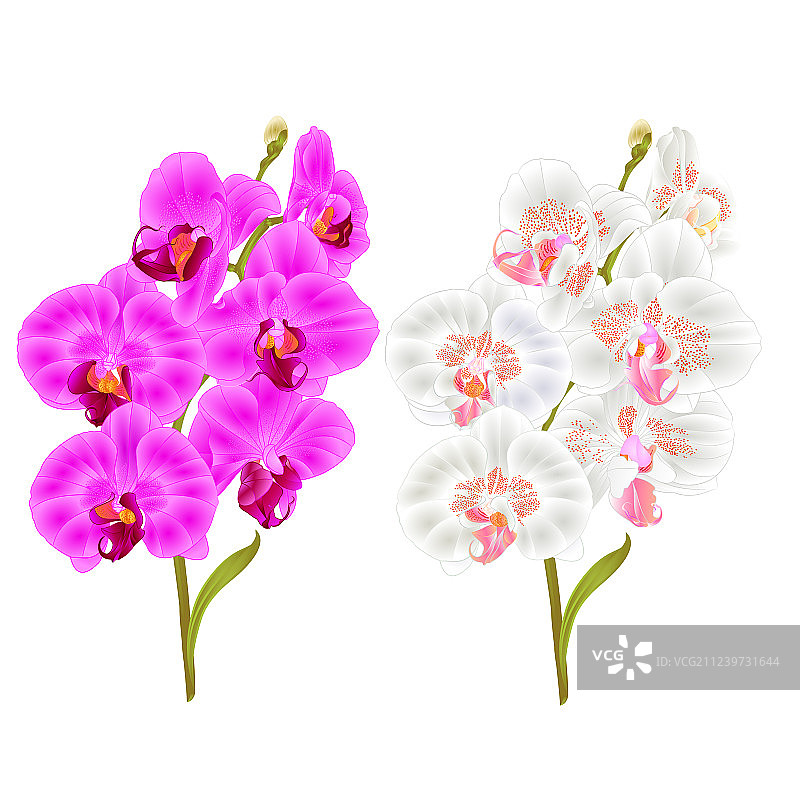 紫色和白色蝴蝶兰枝条图片素材