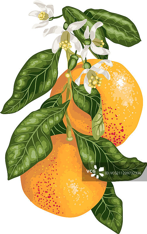 盛开鲜花的葡萄柚图片素材