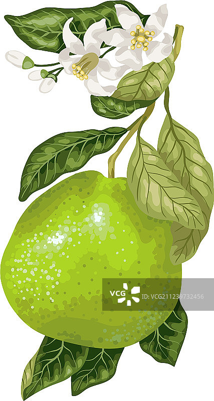 枝头盛开鲜花的柚子图片素材