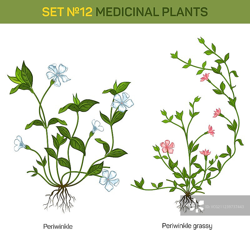草本长春花图片素材