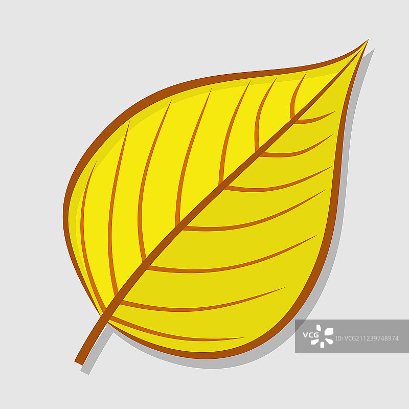 白色背景上的菩提树秋叶图片素材