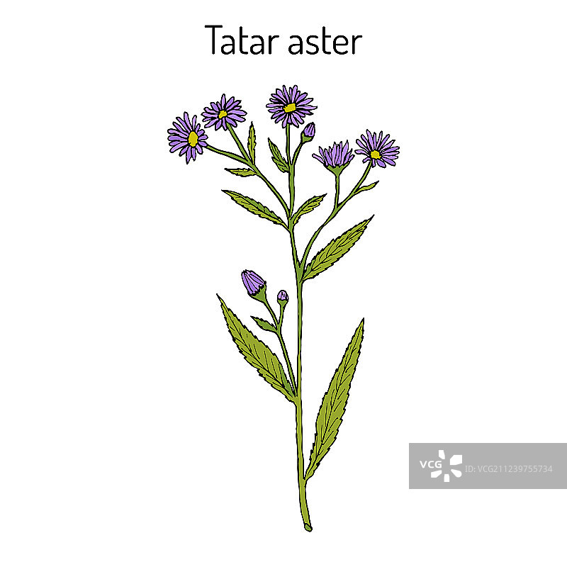 紫菀 medicinal plant图片素材