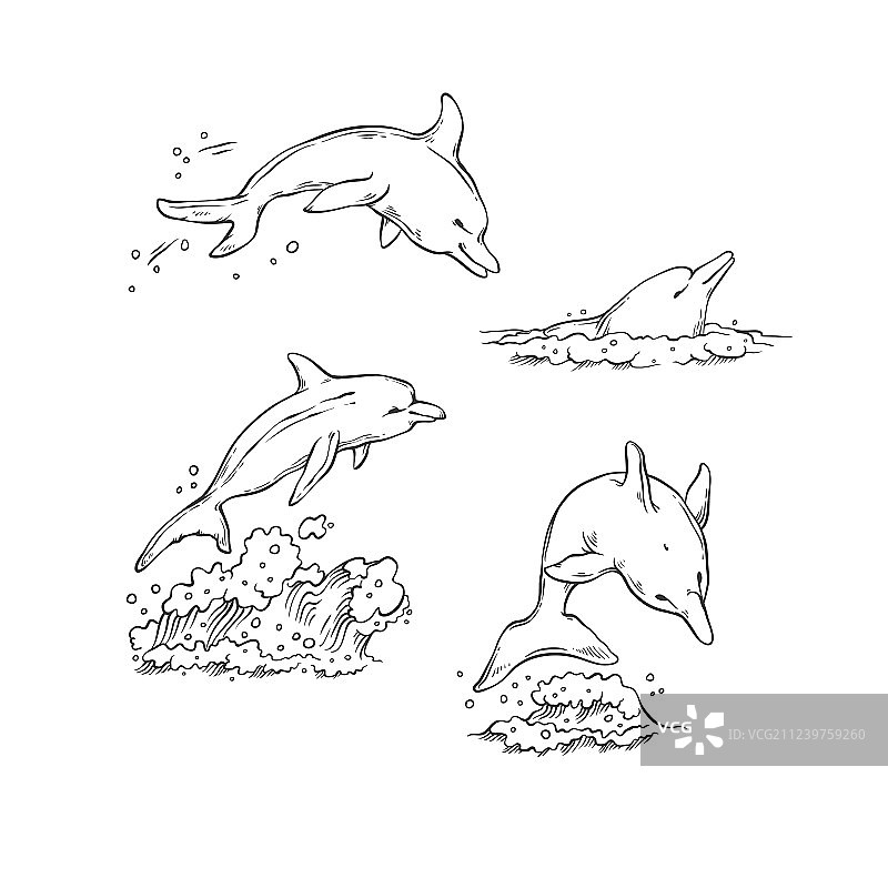 海豚跳跃潜水游泳素描图片素材