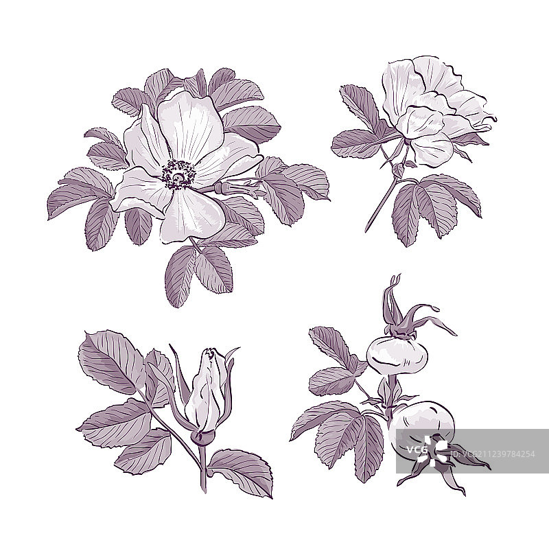 野玫瑰花朵绘画图片素材