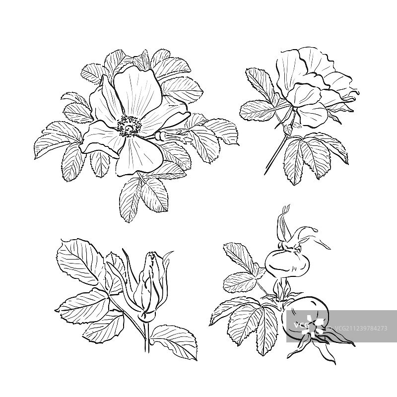 手绘狗蔷薇花朵图片素材