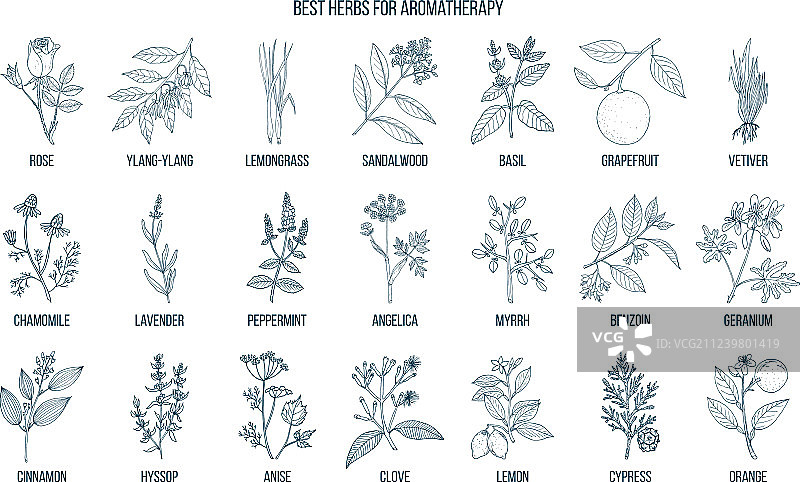 用于芳香疗法的优质草药图片素材