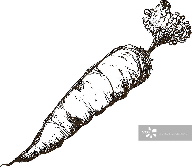 胡萝卜素描图片素材