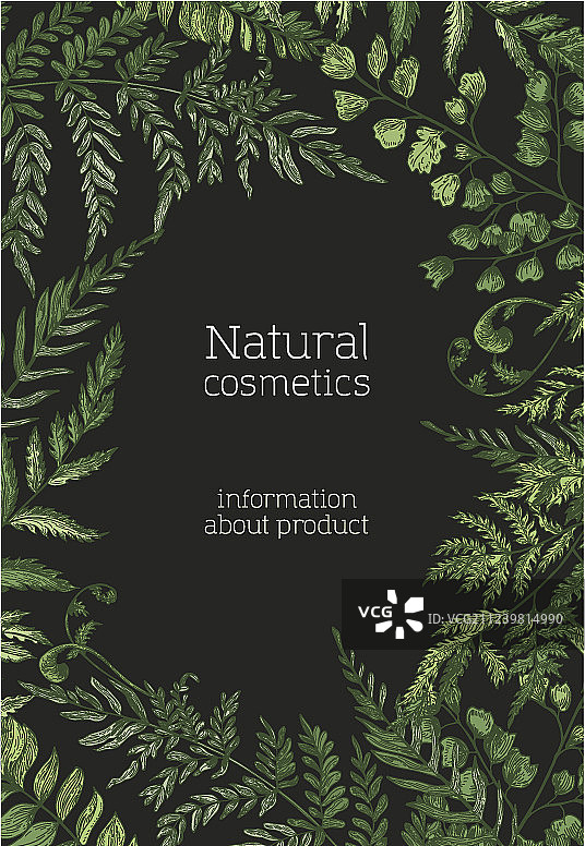 蕨类野生草本宣传单或海报模板图片素材