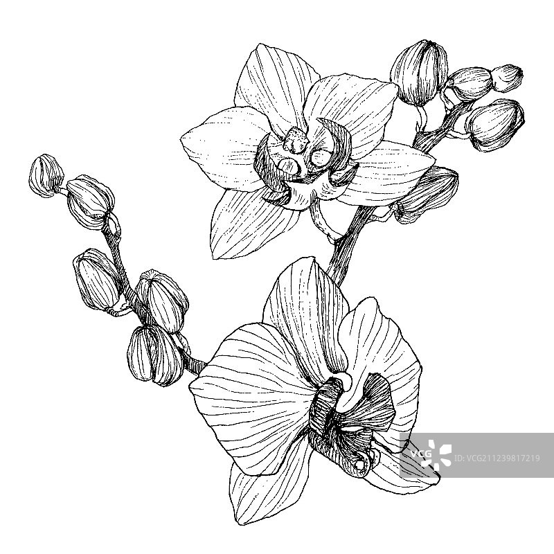 手绘黑色兰花轮廓（白色背景）图片素材