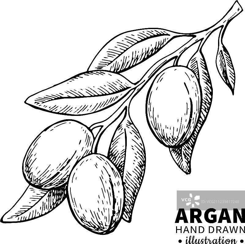 复古风格阿甘果手绘插画图片素材