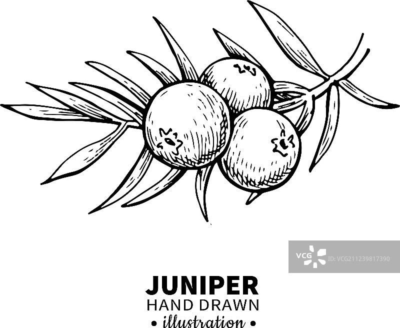 复古杜松手绘图片素材