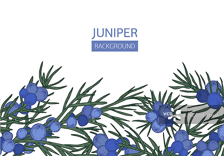 杜松针状背景图片素材