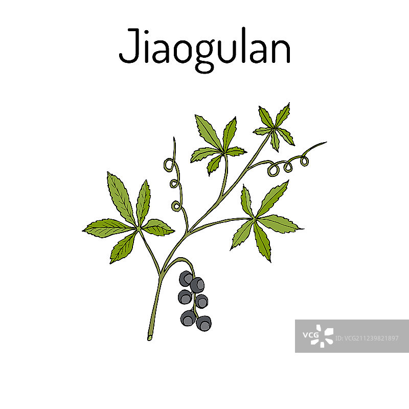 绞股蓝药用植物图片素材