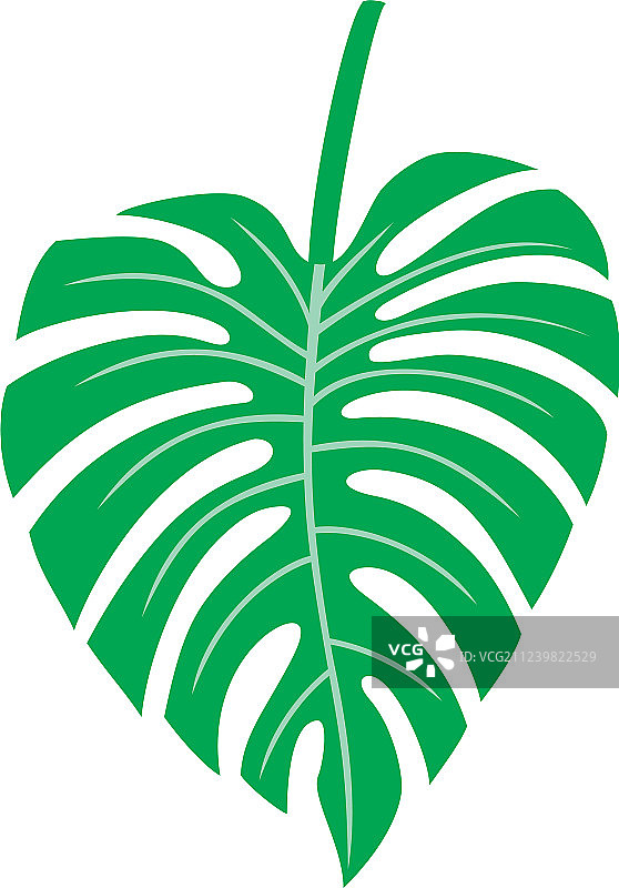 热带植物蓬莱蕉叶图片素材