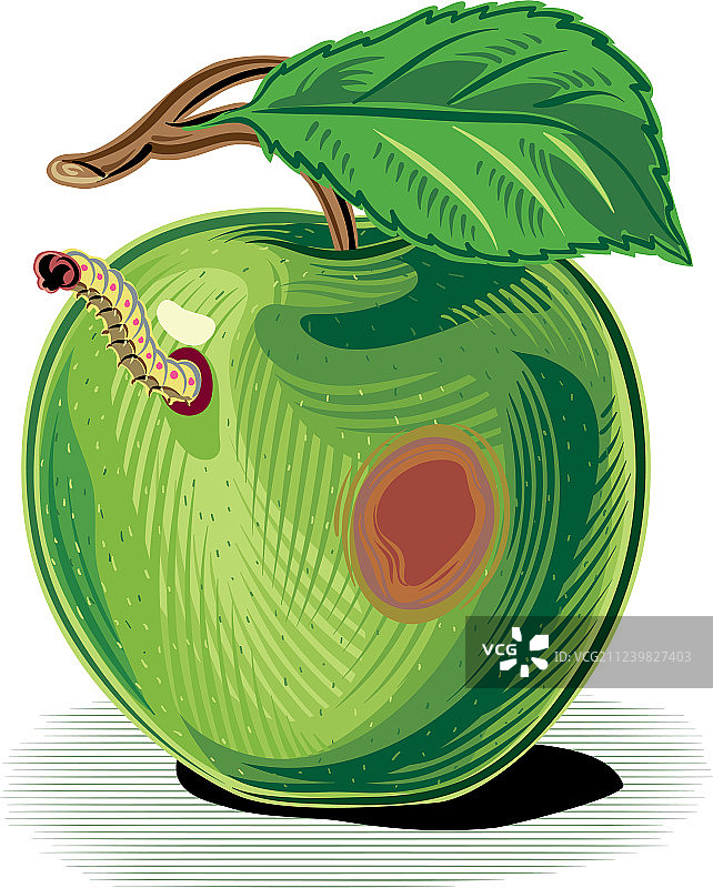 有虫子的成熟苹果图片素材