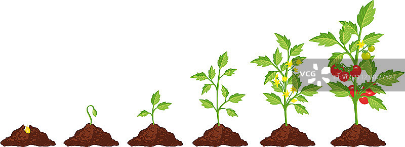 番茄生长阶段图片素材