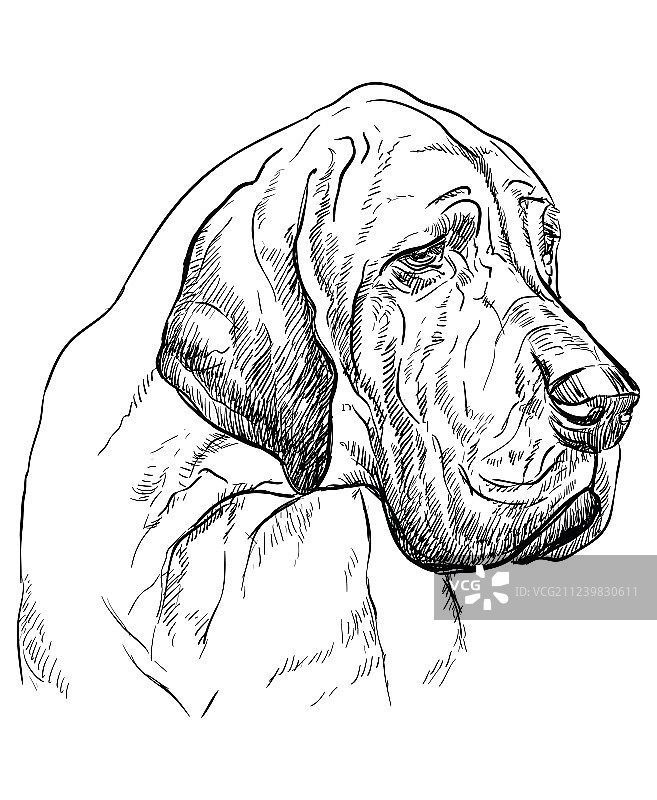 大丹犬手绘肖像图片素材