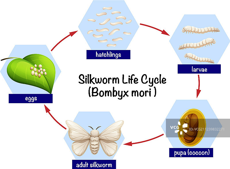 蚕的生命周期图图片素材
