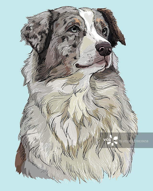 澳大利亚牧羊犬彩色手绘图片素材