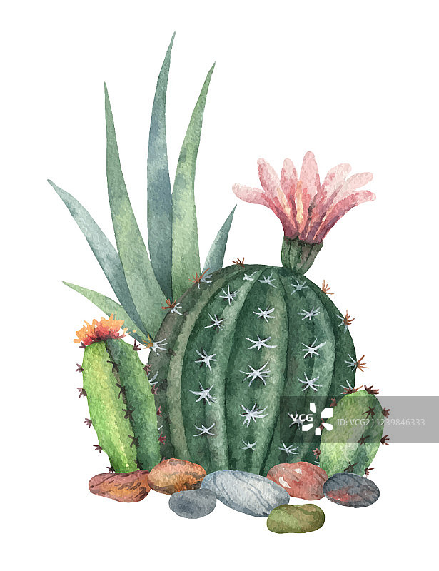 水彩仙人掌合集图片素材