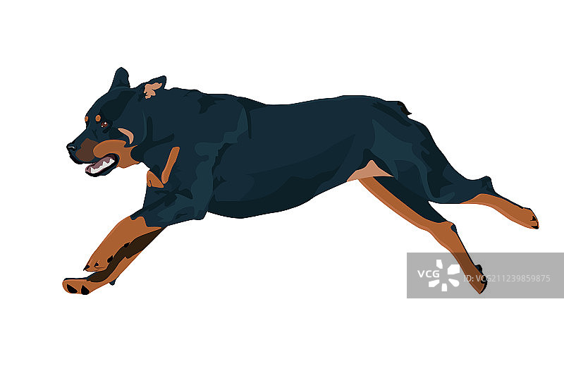 训练中奔跑的罗威纳犬图片素材