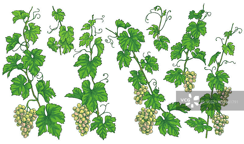 手绘葡萄枝与成熟浆果图片素材