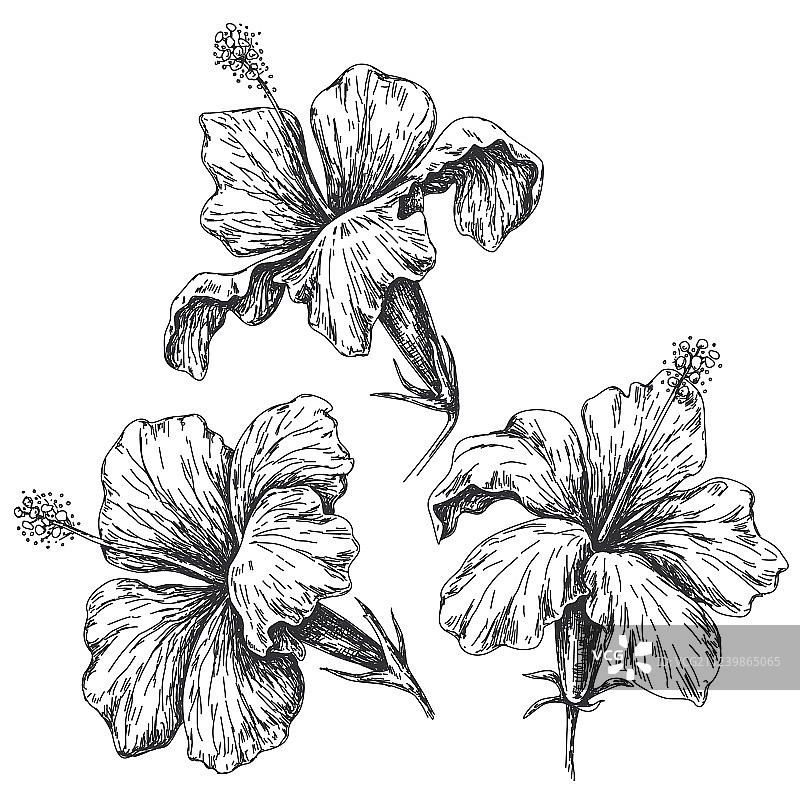 木槿花素描合集图片素材
