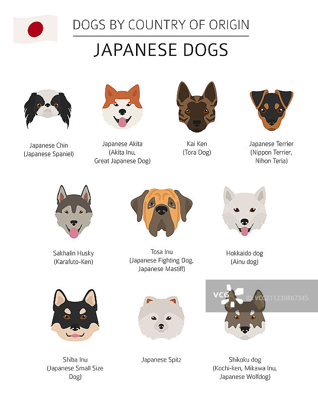 原产于日本的犬种图片素材