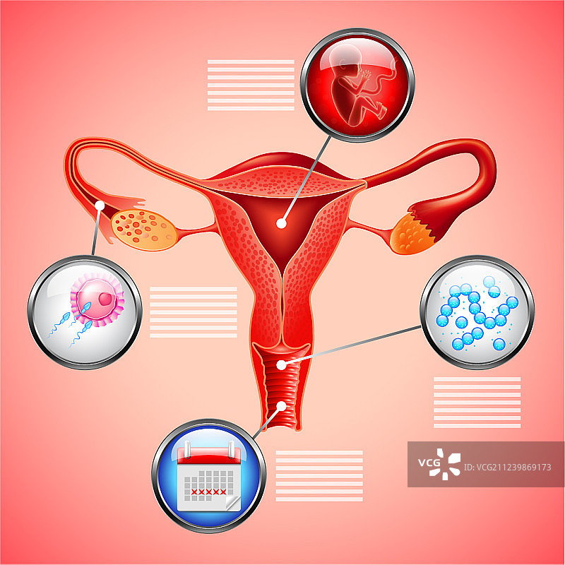 红色背景上的子宫和其他物体信息图图片素材