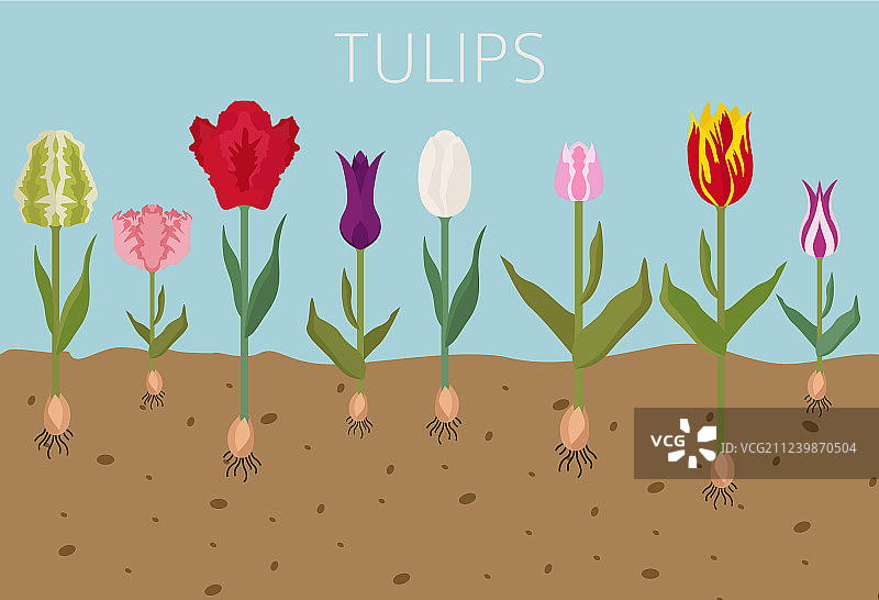郁金香品种扁平图标集，庭院花卉图片素材