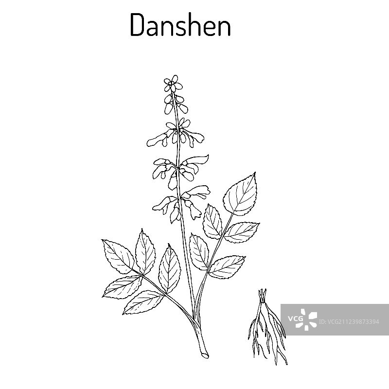 中药丹参图片素材