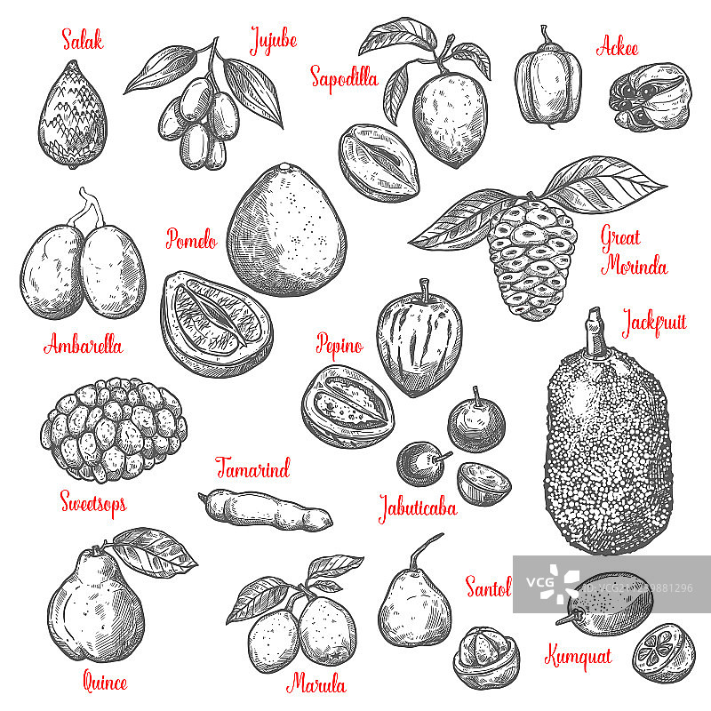 奇异热带水果素描图片素材