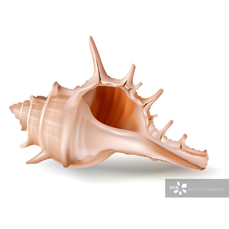 贝壳徽章贴纸图片素材