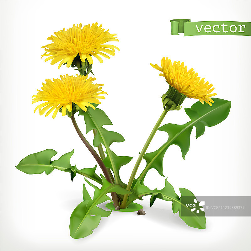 蒲公英3D图标图片素材