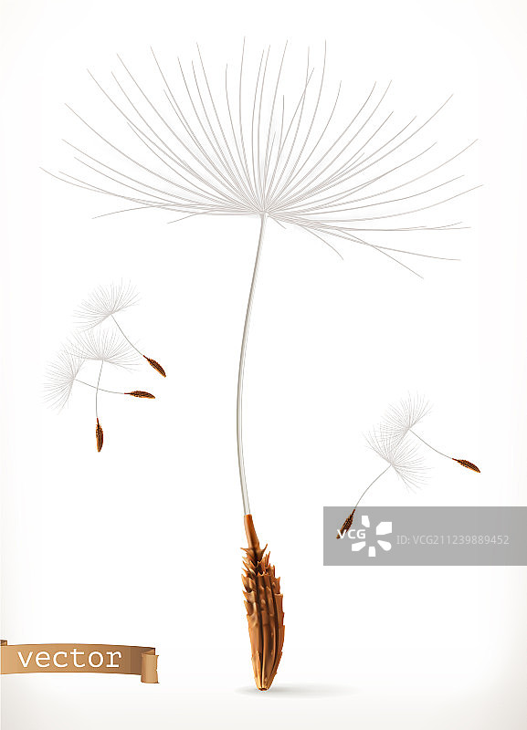 蒲公英种子3d图标图片素材