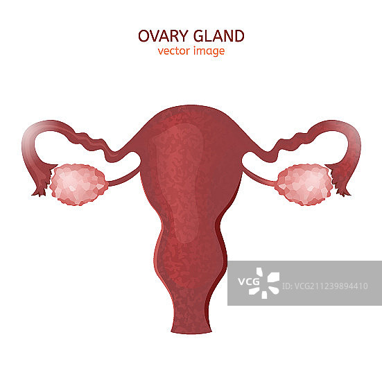 卵巢腺体图像图片素材