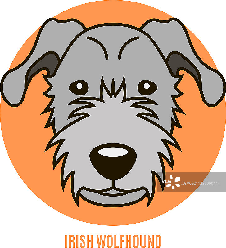 爱尔兰猎狼犬肖像图片素材