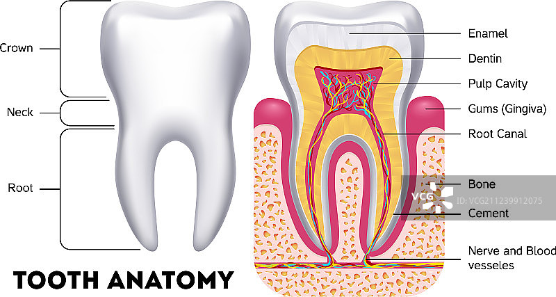 牙齿解剖牙科信息图图片素材