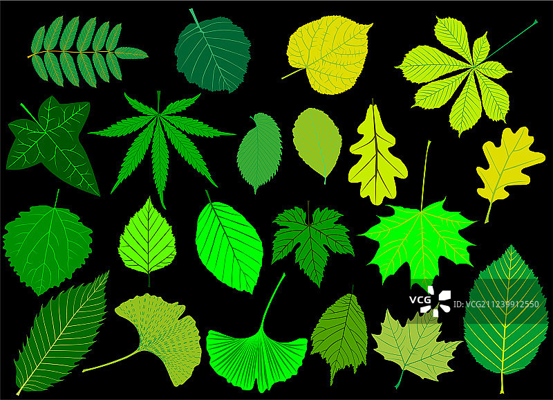 绿色树叶合集图片素材