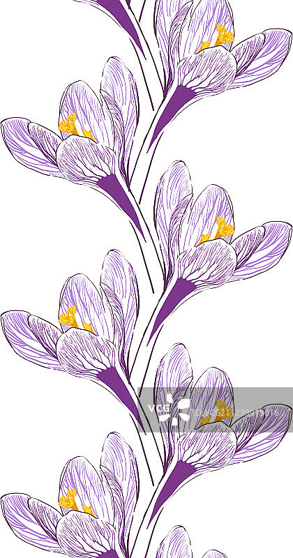 藏红花图片素材