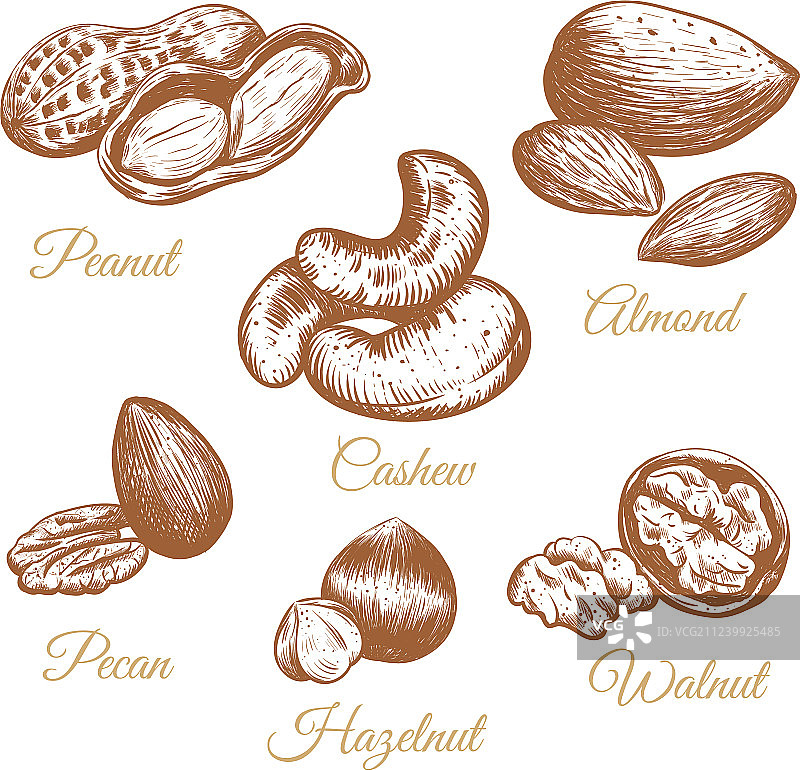 坚果合集图片素材