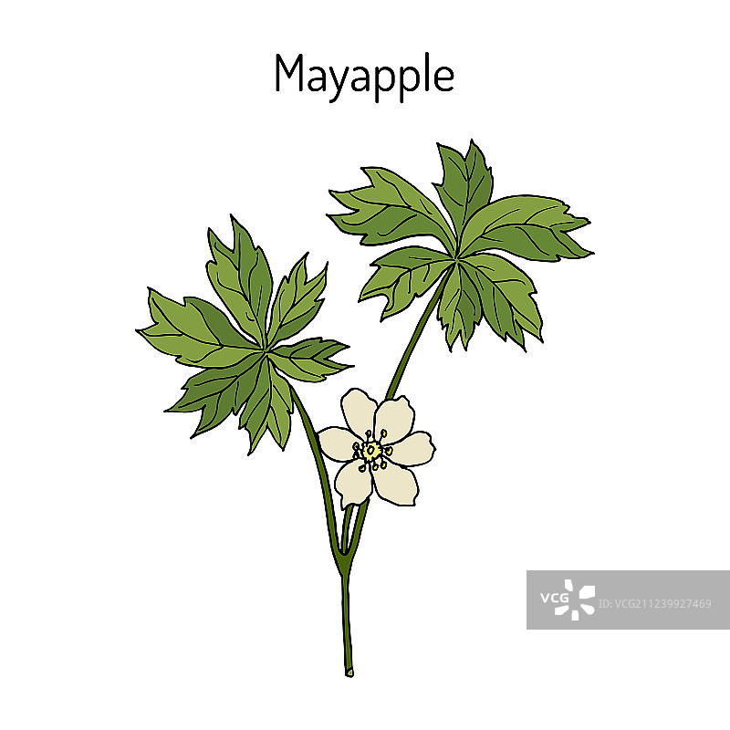 北美五月苹果或野生曼德拉草地图片素材