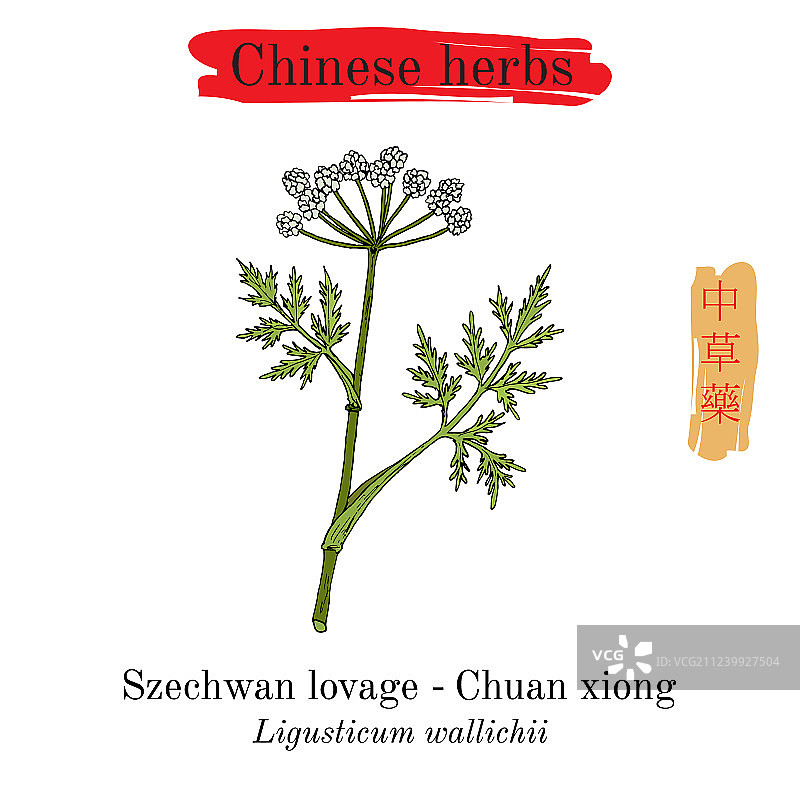 中药材：四川藁本图片素材