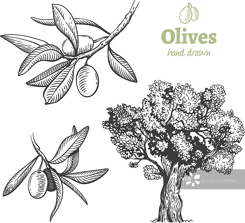 手绘橄榄果合集图片素材