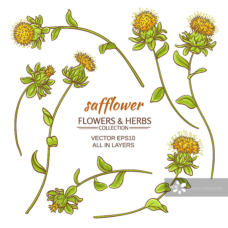 红花套装图片素材