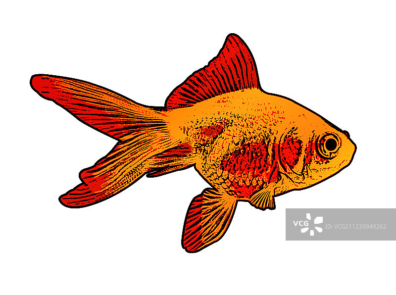 金色鱼图片素材