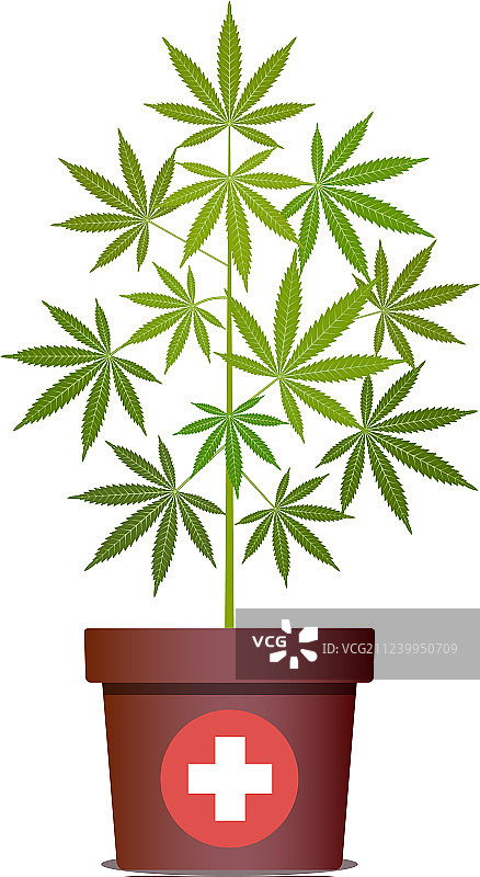 盆栽绿色草药医用大麻图片素材