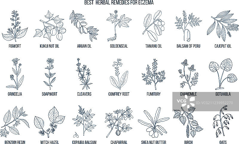 治疗湿疹的最佳药草图片素材