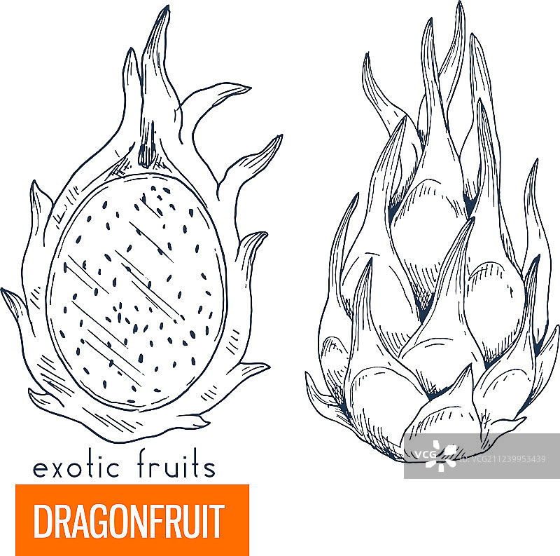 手绘火龙果图片素材