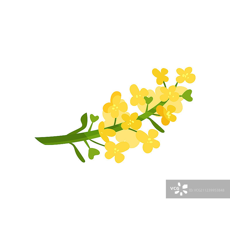 小黄花的卡通图片素材
